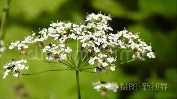 昆虫爬在植物上视频