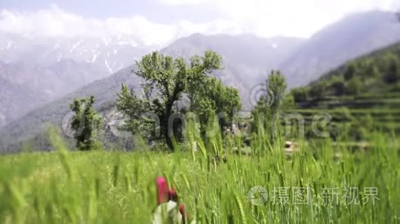 高山梯田视频