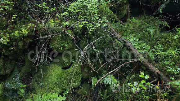 山`石头，苔藓，树木和蕨类植物..