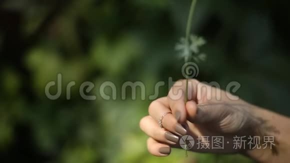 女孩碰了一朵黄花视频