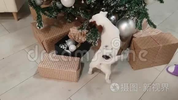 圣诞树前的小猎犬小狗视频