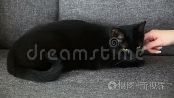 家养宠物的生活.. 黑猫在灰色沙发上的客厅里休息。