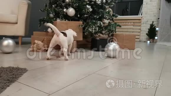 圣诞树前的小猎犬小狗