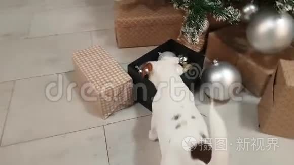 圣诞树前的小猎犬小狗视频