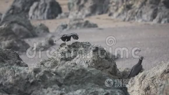 黑色秃鹫缓缓地从岩石顶部起飞