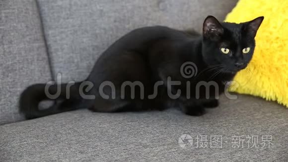 家养宠物的生活.. 黑猫在灰色沙发上的客厅里休息。