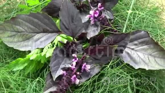 旋转新鲜的绿色香料香草背景。莳萝欧芹和罗勒