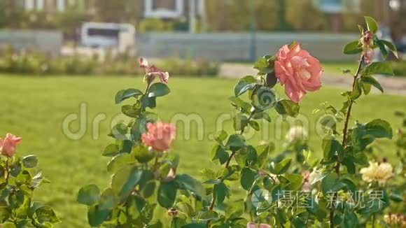秋天玫瑰枯萎的花园视频