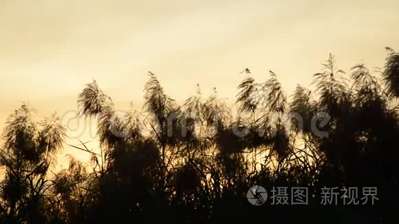 风吹落日空的芦苇草视频