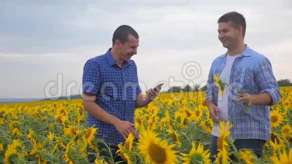 两个农民的生意有趣的笑智能手机探索步行检查向日葵作物在田间慢动作视频视频的预览图