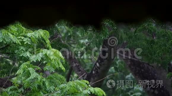 雨下的屋顶和树