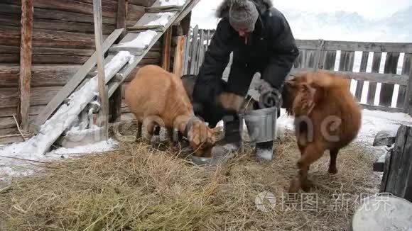冬季捷克品种的奶牛山羊视频