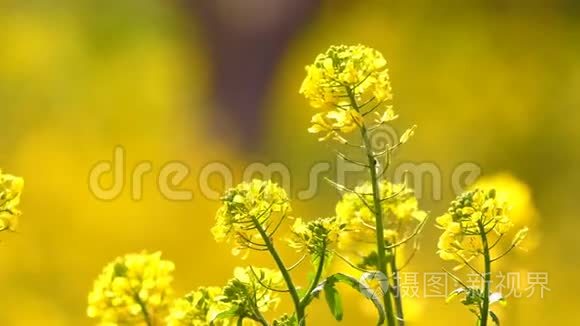 风日黄色植物叶片视频