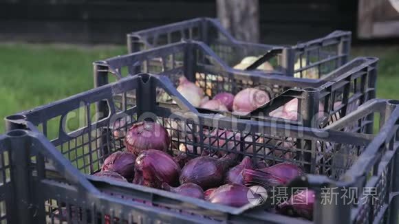 可食用的洋葱放在塑料板条箱里，洋葱收获