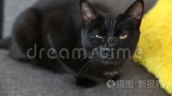 家养宠物的生活.. 黑猫在灰色沙发上的客厅里休息。