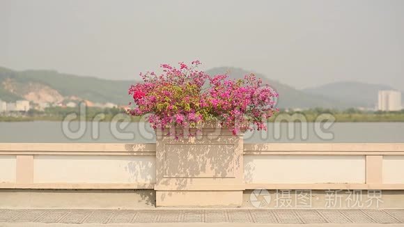 美丽的风景与鲜花花坛花束在道路上。 哈龙城。 越南。