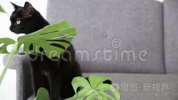 家养宠物的生活.. 黑猫在灰色沙发上的客厅里休息。