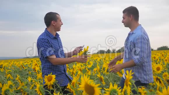 两个农民的生意有趣的笑智能手机探索步行检查向日葵作物在田间慢动作视频视频的预览图