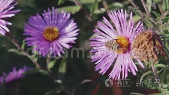 蜜蜂采集花蜜视频