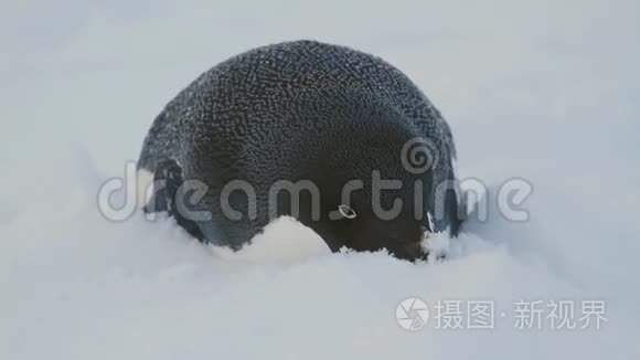 躺在雪地上的阿德利企鹅