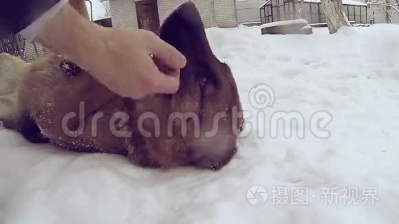 慢动作。 滑稽的德国牧羊犬躺在雪地里。