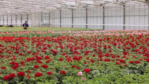 鲜花盛开的大温室和工人的全景视频