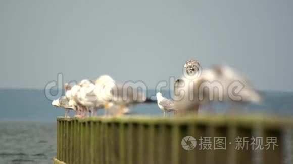 海鸥在同伴身上视频