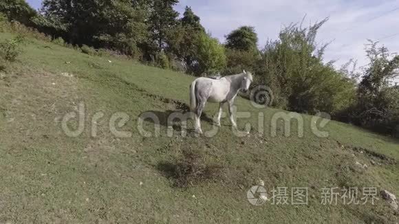 在山上绿草如茵的大牧场上自由放牧的白马风光