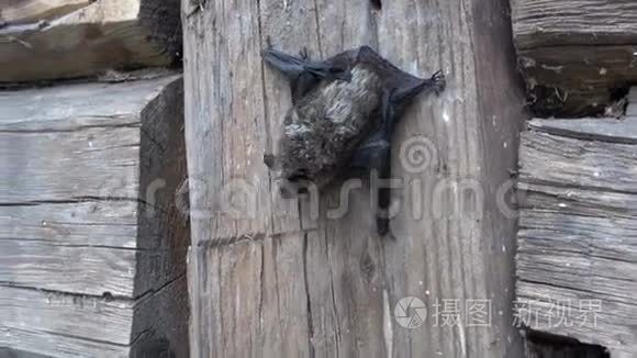 老木农场墙上珍稀蝙蝠种类（叶）