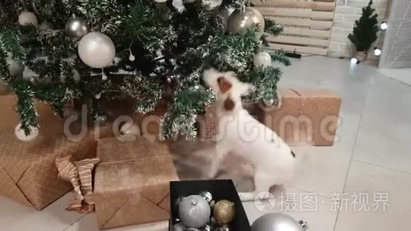 圣诞树前的小猎犬小狗视频