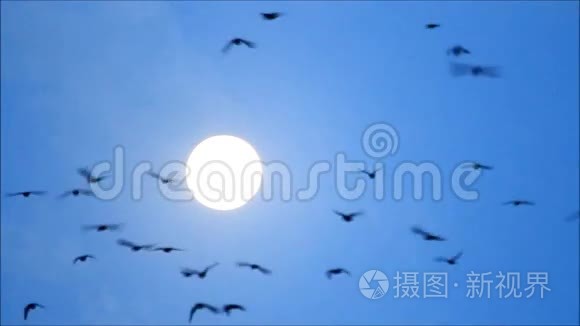 乌鸦带着太阳在蓝天上盘旋视频