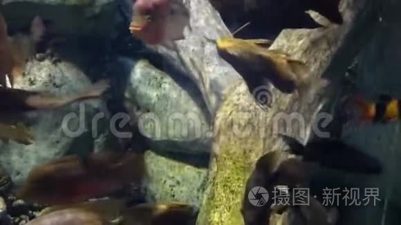 明亮的热带鱼在纯净的水里游泳视频