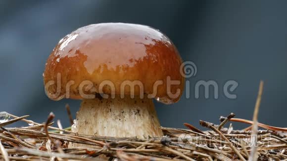 特写棕帽蘑菇浇雨滴视频