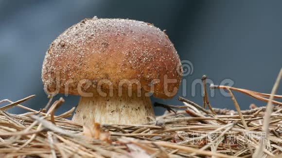 特写棕帽蘑菇浇雨滴视频