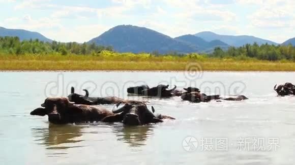 河中的野生水牛视频