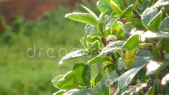 山茶树在潮湿的雨滴中视频