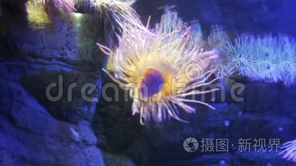 从水族箱侧面生长的海葵视频