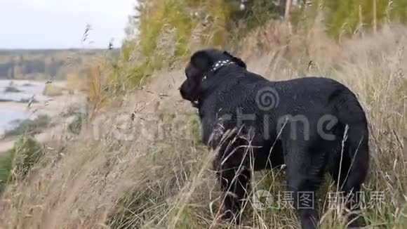 一只大黑狗站在高高的草地上，眺望秋天的风景。 慢速运动，高清，1920x1080