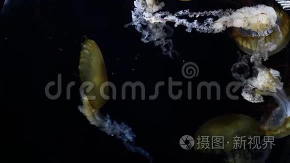 水母水族馆特写镜头视频