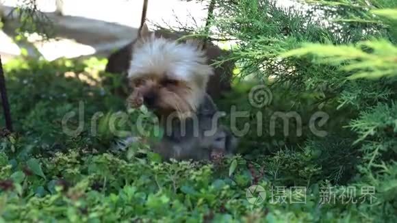 可爱的毛茸茸的狗，小狗在草地上玩耍