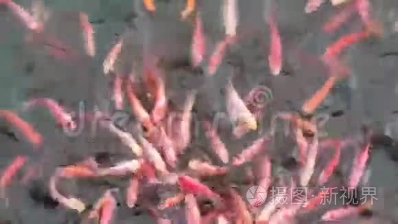 鱼在追逐食物视频