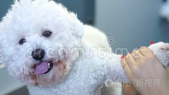 新郎在巴伯店为狗梳狗Bichon Frise。