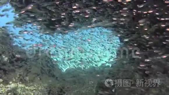 带浅滩玻璃鱼的热带珊瑚礁景象视频