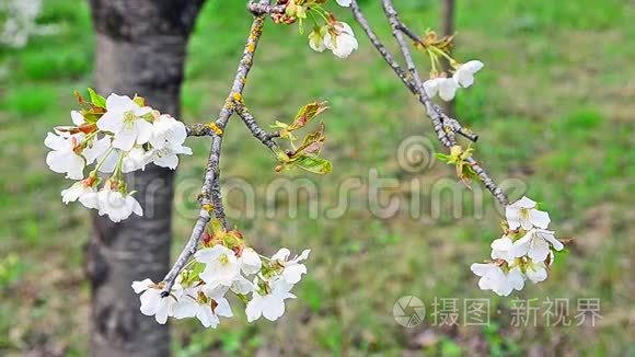 樱桃花视频