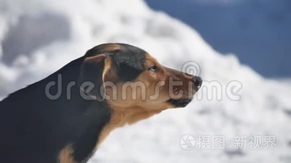 愤怒的棕色狗在冬天在白色的雪背景下吠叫