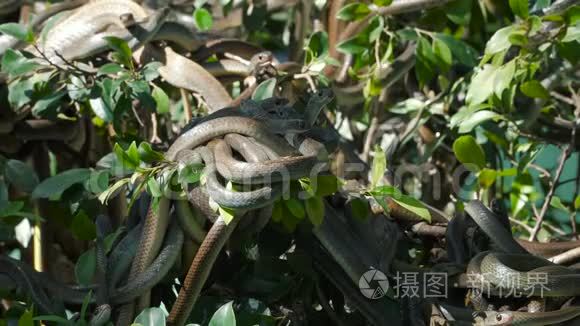 东方老鼠蛇视频
