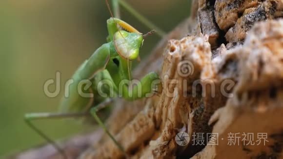 昆虫绿色的螳螂坐在树干上视频