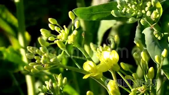 黄花开在农田里.. 风摇动茎..