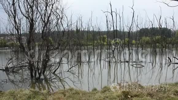 泰国脏水塘中枯死的树木景观视频