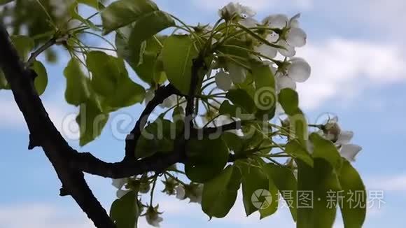 白色苹果花的足迹，用春天柔和的微风移枝，拉近蓝天的背景。 静态摄像机